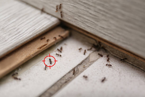 Best Pest Removal Services  in Mill City, OR