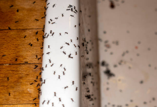Best Wasp Removal Services  in Mill City, OR
