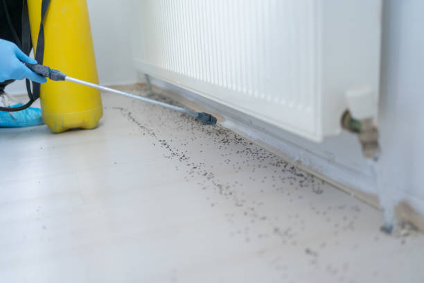 Best Pest Prevention Services  in Mill City, OR
